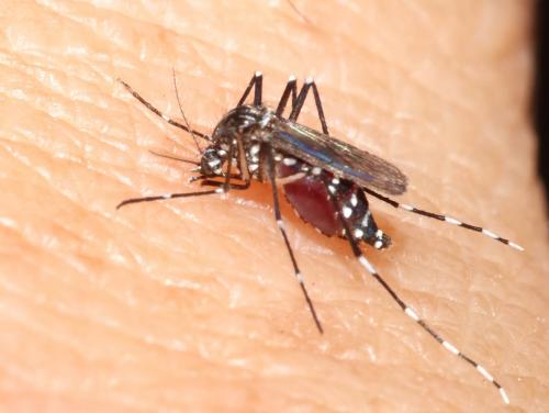 Aedes albopictus